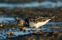 /album/rola-do-mar-arenaria-interpres/dsc-2918-copy-jpg/
